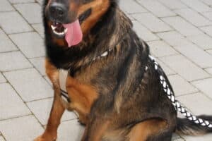 Putschi - Rottweiler, Deutscher Schäferhund - Bild 9