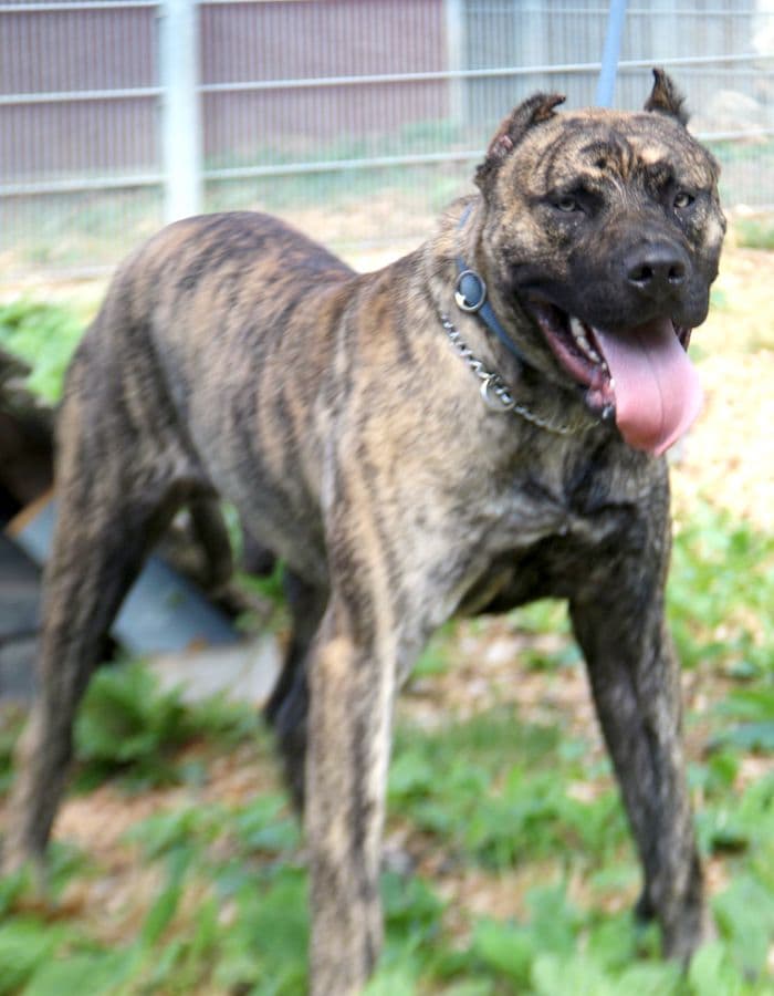 Danko - Dogo Canario - Bild 8