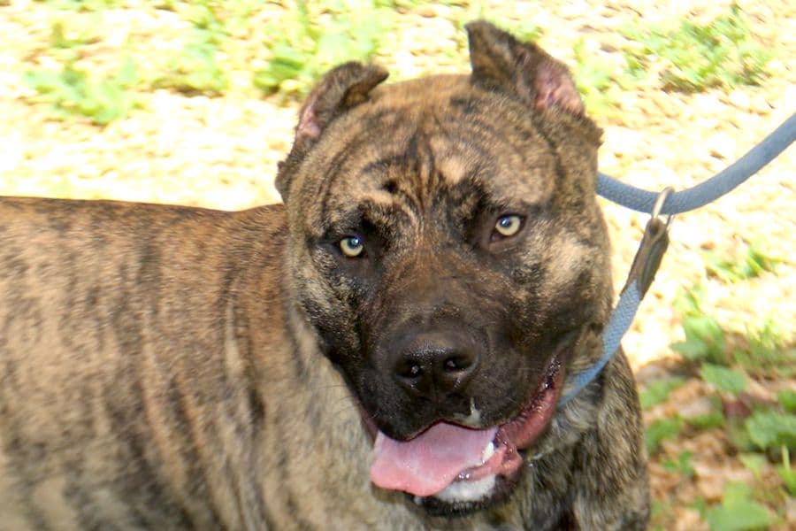 Dogo Canario-Mix Danko