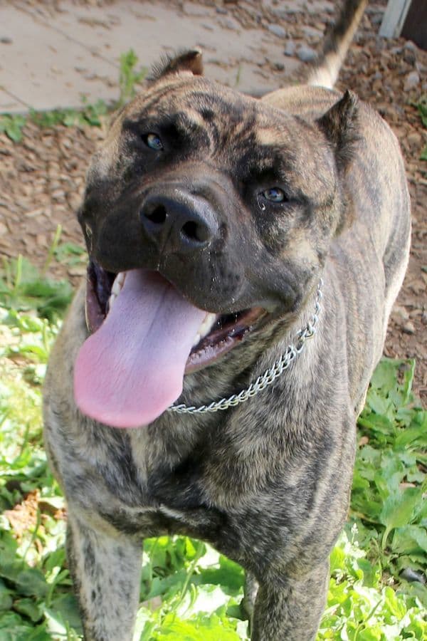 Danko - Dogo Canario - Bild 10