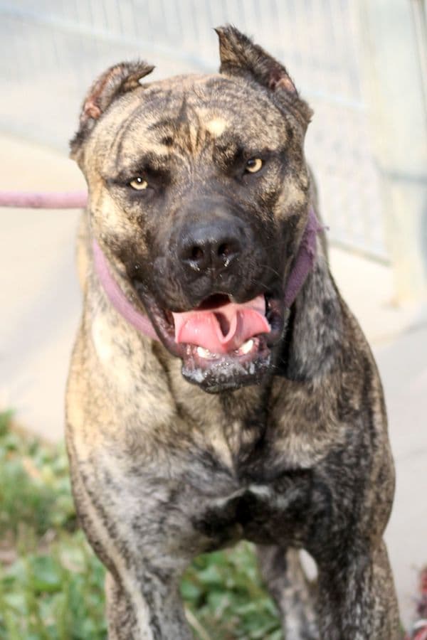 Danko - Dogo Canario - Bild 6