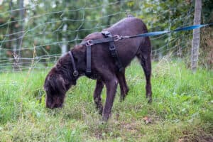 Daika - Deutsch Drahthaar - Bild 5