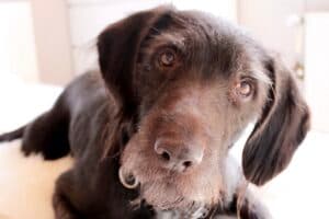 Daika - Deutsch Drahthaar - Bild 3