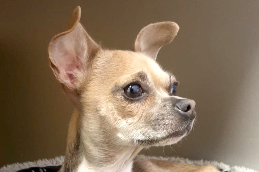 Chihuahua Emi