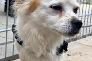 Rocco - Chihuahua - Bild 9