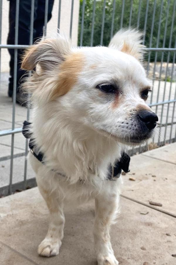 Rocco - Chihuahua - Bild 8