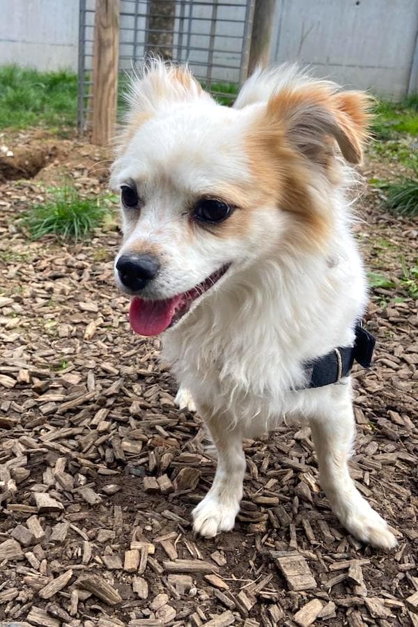 Rocco - Chihuahua - Bild 2