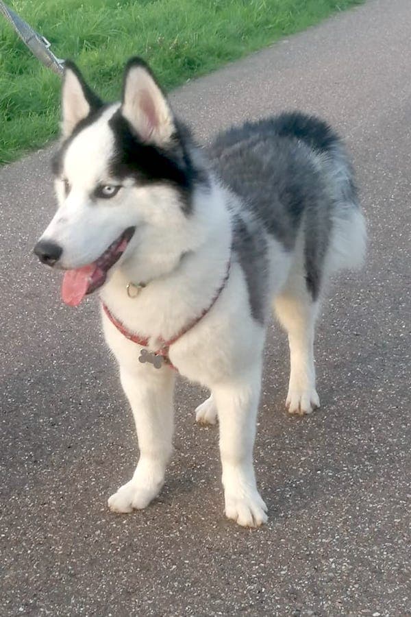 Zeus - Siberian Husky - Bild 2