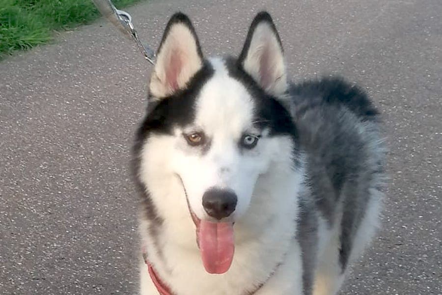 Siberian Husky Zeus