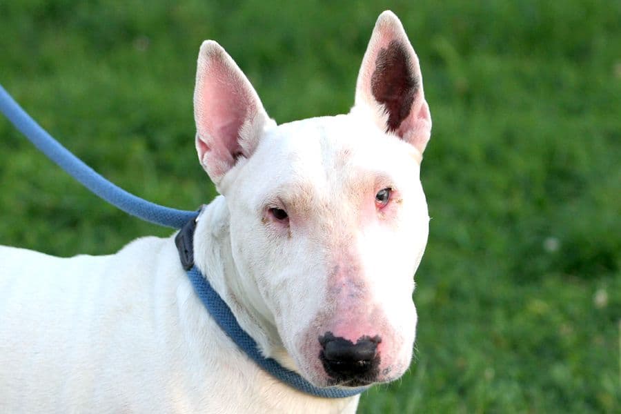 Bullterrier Attila