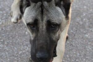 Lino - Kangal-Hirtenhund - Bild 15