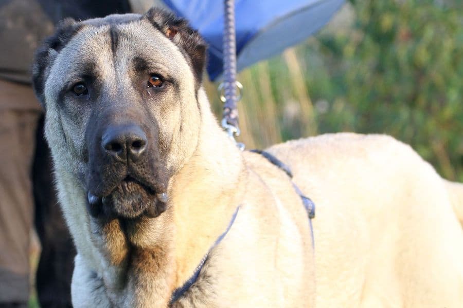 Lino - Kangal-Hirtenhund - Bild 2