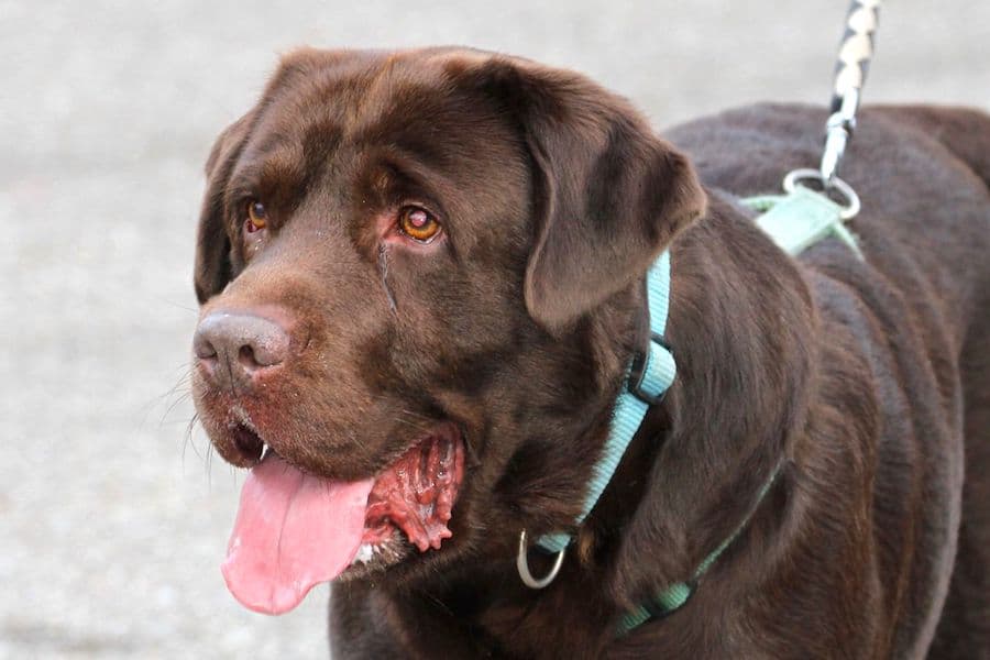 Labrador Retriever Rex