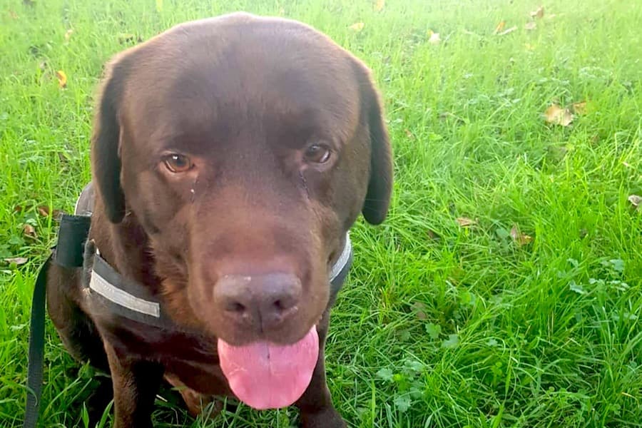 Rex - Labrador Retriever - Bild 2