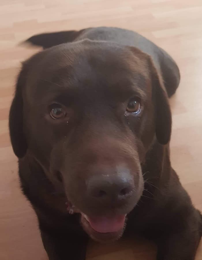 Rex - Labrador Retriever - Bild 8