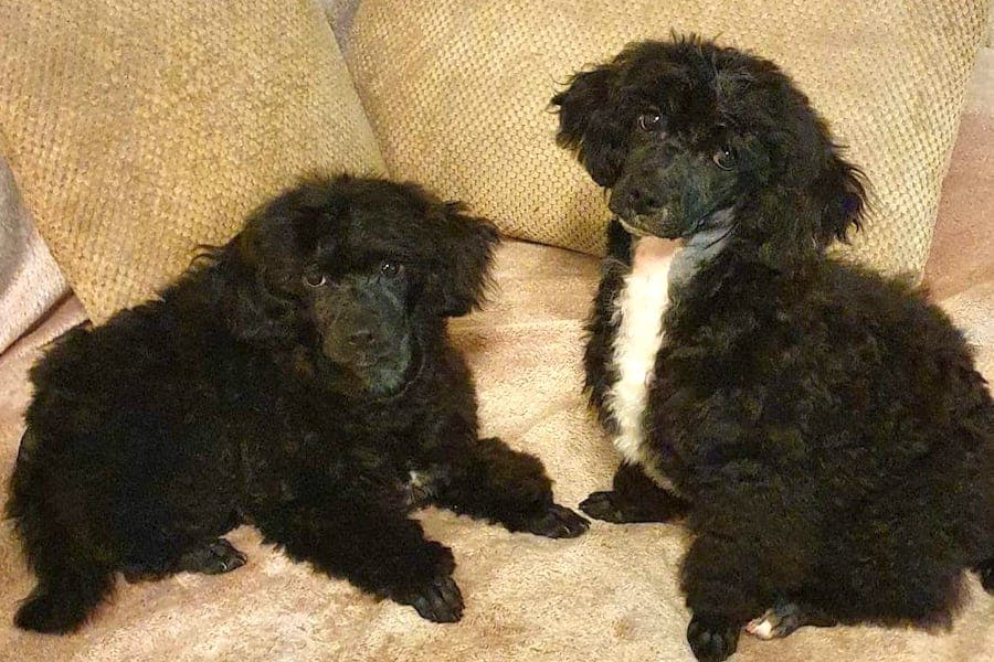 Pudel, Bichon Frisé Shrimpy