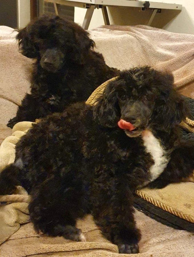 Shrimpy - Pudel, Bichon Frisé - Bild 2