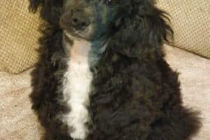 Shrimpy - Pudel, Bichon Frisé - Bild 5