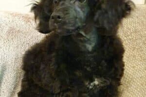 Shrimpy - Pudel, Bichon Frisé - Bild 7