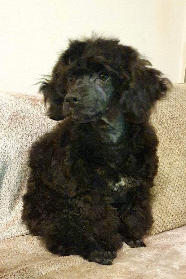 Shrimpy - Pudel, Bichon Frisé - Bild 6