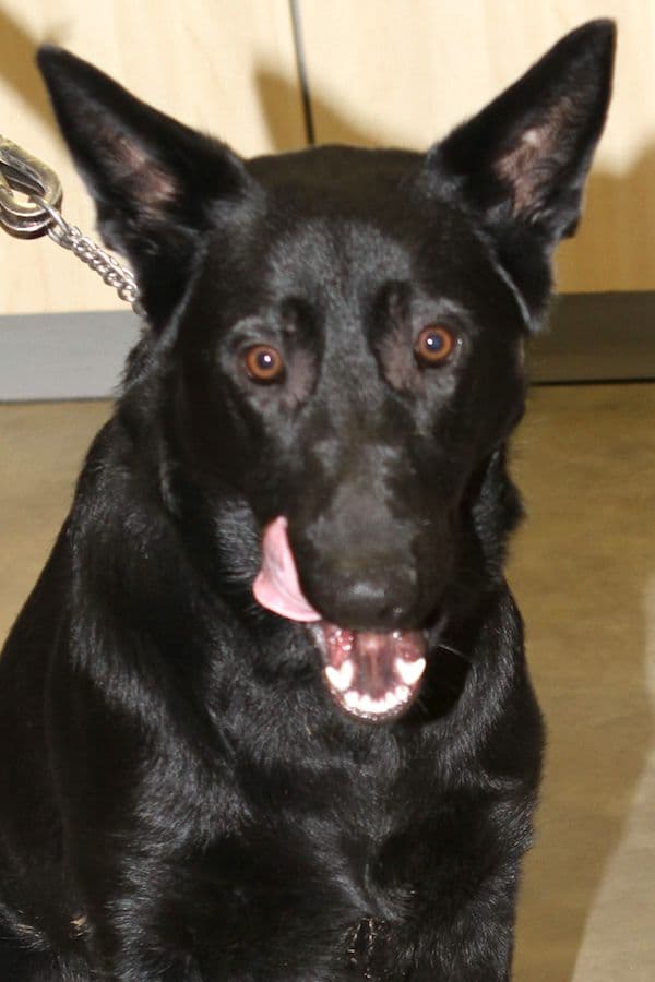 Buddy - Deutscher Schäferhund - Bild 15