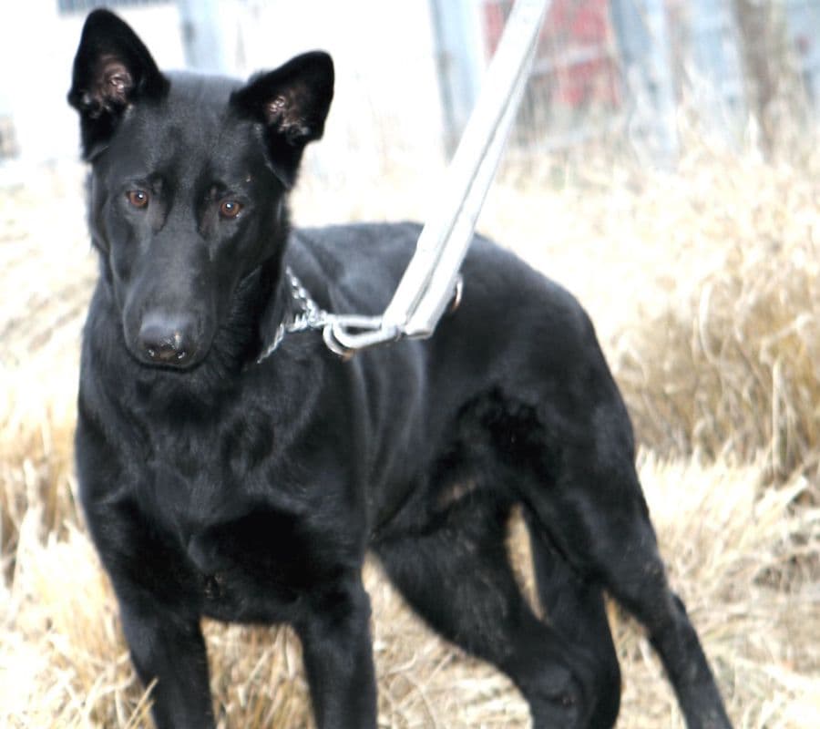 Buddy - Deutscher Schäferhund - Bild 13