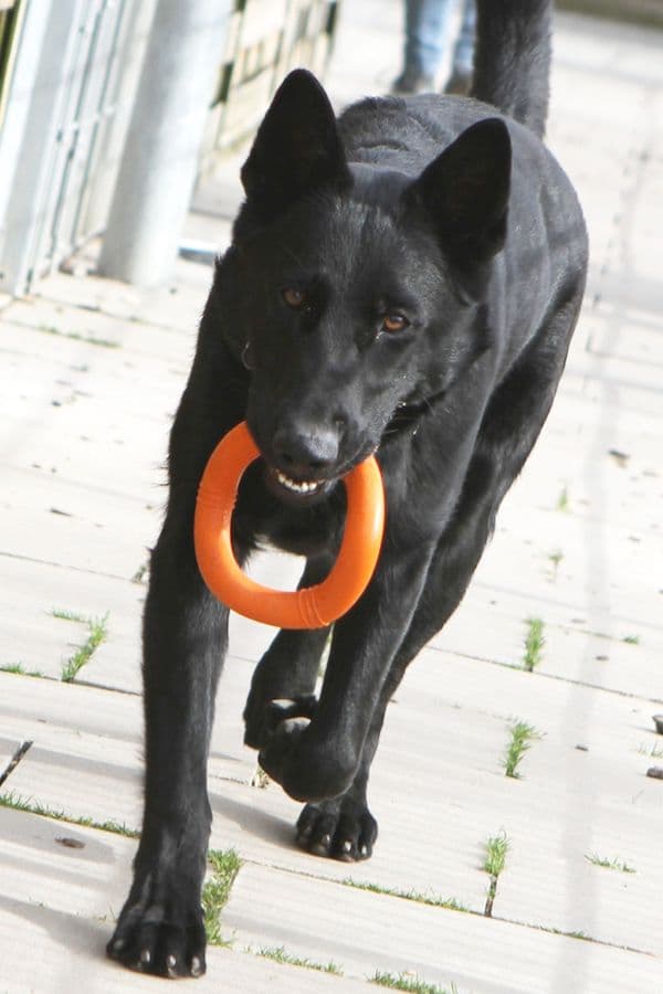 Buddy - Deutscher Schäferhund - Bild 8