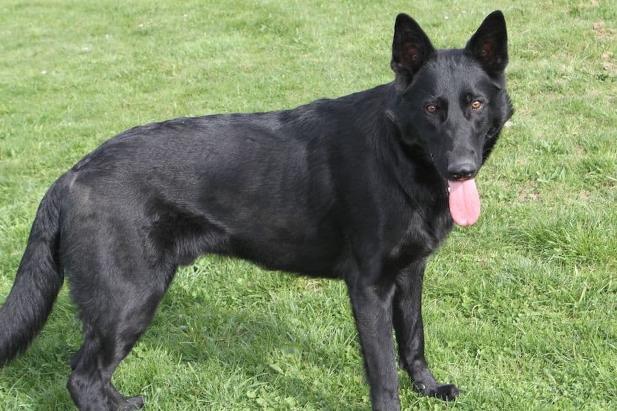 Buddy - Deutscher Schäferhund - Bild 2