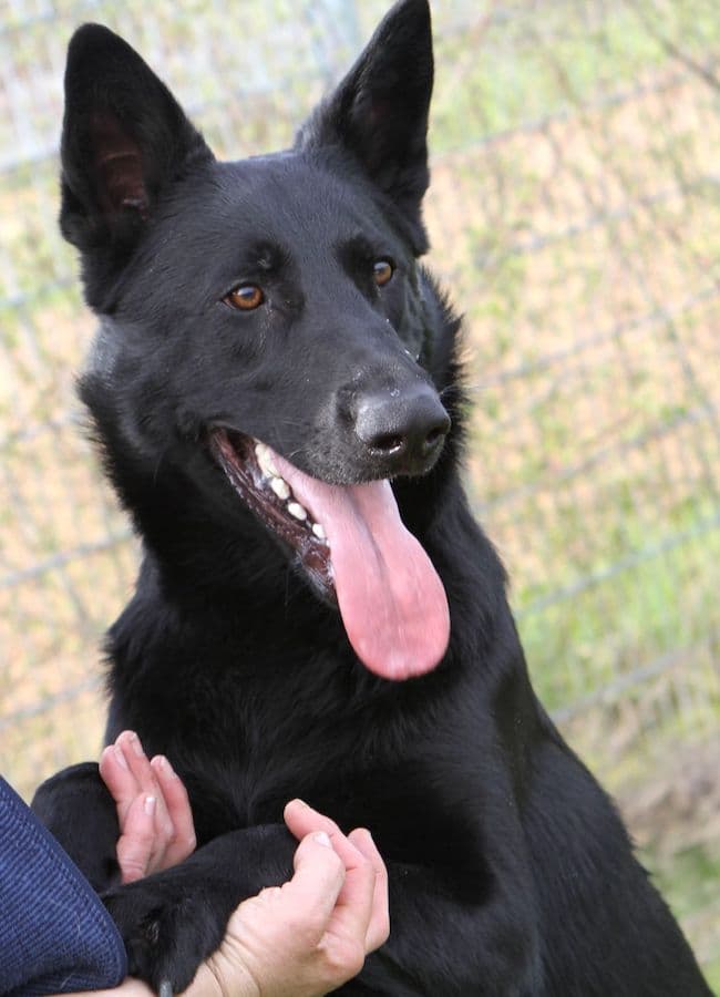Buddy - Deutscher Schäferhund - Bild 7