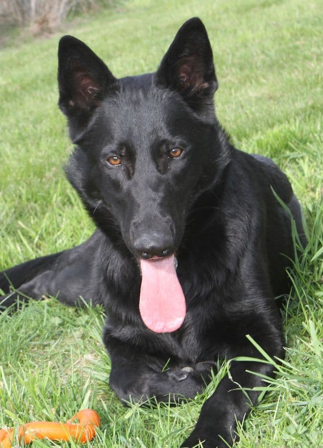 Buddy - Deutscher Schäferhund - Bild 10