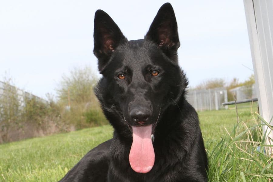 Buddy - Deutscher Schäferhund - Bild 5