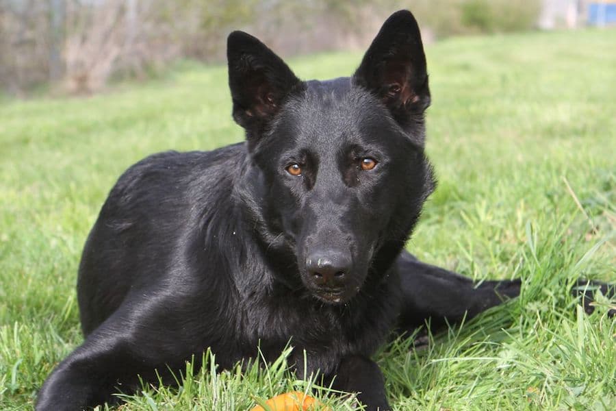 Buddy - Deutscher Schäferhund - Bild 9
