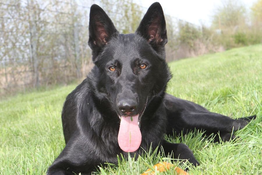 Buddy - Deutscher Schäferhund - Bild 6