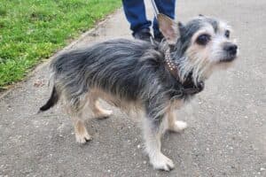 Benny - Chihuahua - Bild 5