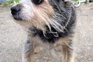 Benny - Chihuahua - Bild 11