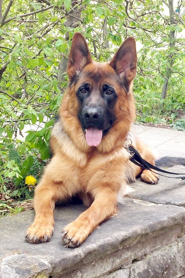 Buddy - Deutscher Schäferhund - Bild 2