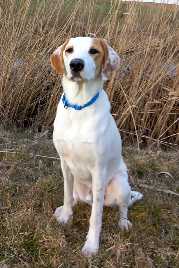 Balou - Deutscher Schäferhund - Bild 4