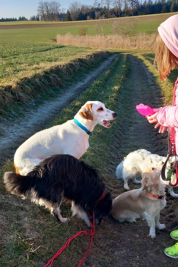 Balou - Deutscher Schäferhund - Bild 9