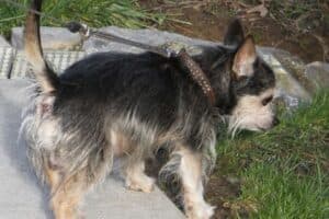 Benny - Chihuahua - Bild 7