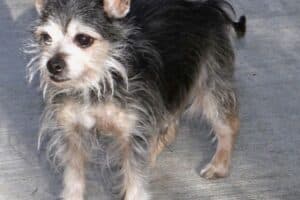 Benny - Chihuahua - Bild 3