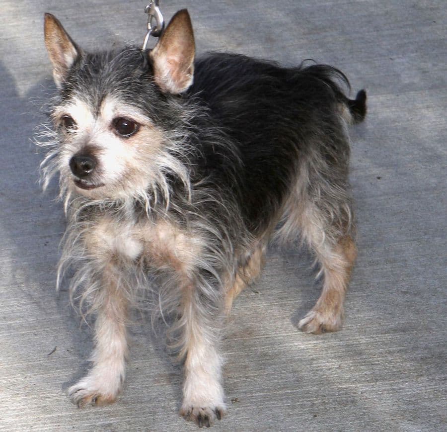 Benny - Chihuahua - Bild 2