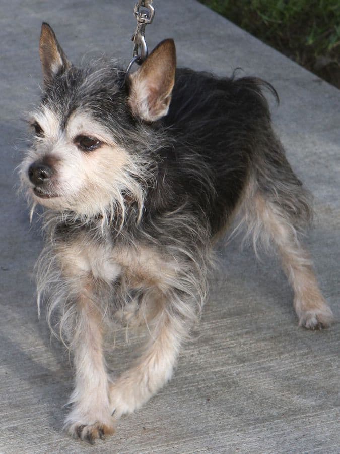 Benny - Chihuahua - Bild 8