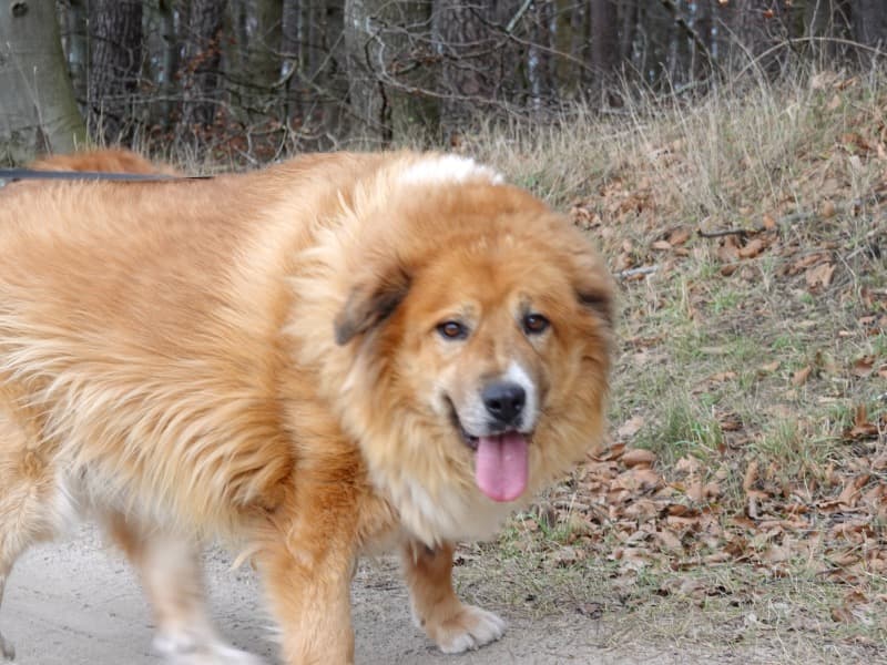 Bobi - Labrador Retriever - Bild 6