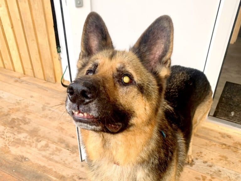 Jay - Deutscher Schäferhund - Bild 44