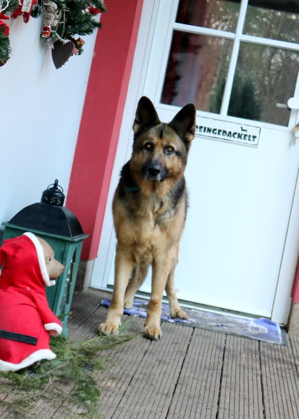 Jay - Deutscher Schäferhund - Bild 54