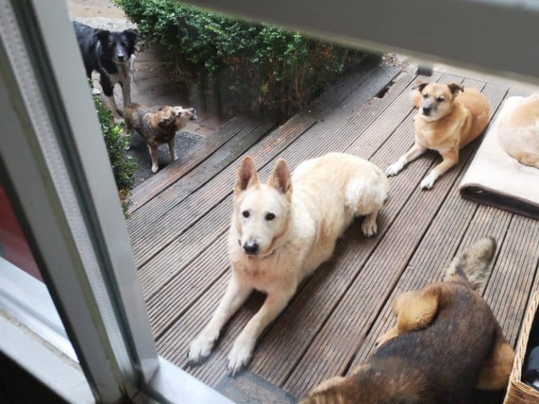 Omi - Deutscher Schäferhund - Bild 8