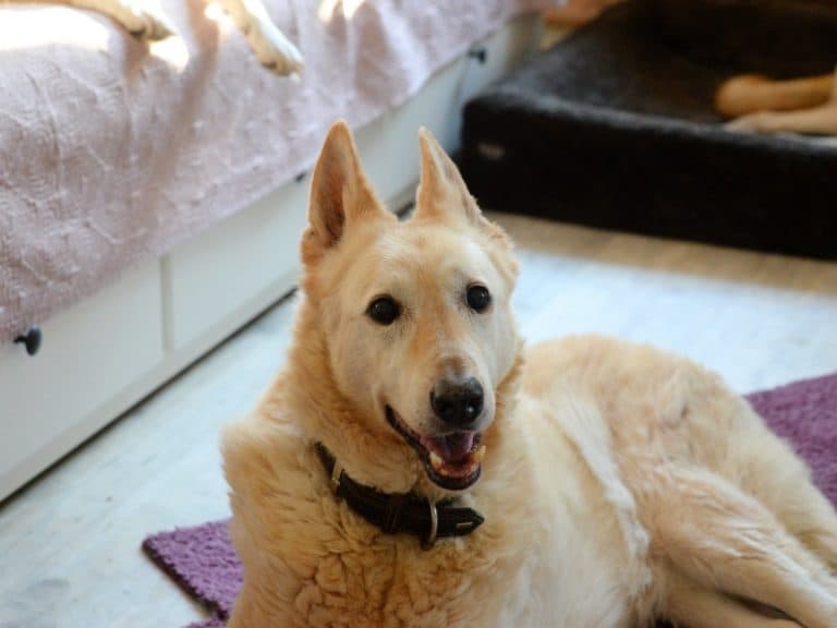 Omi - Deutscher Schäferhund - Bild 10