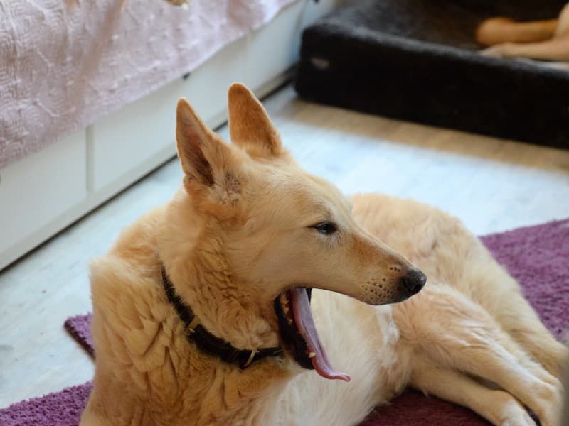 Omi - Deutscher Schäferhund - Bild 11