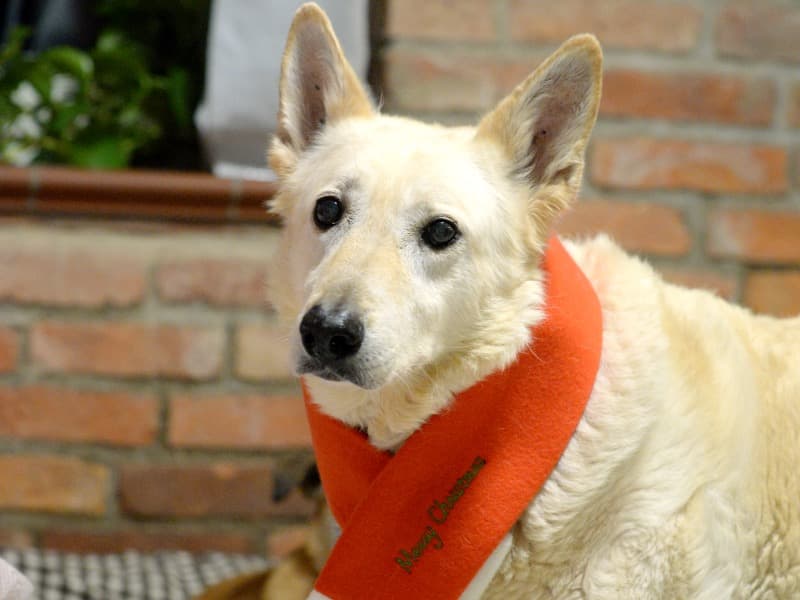 Omi - Deutscher Schäferhund - Bild 16