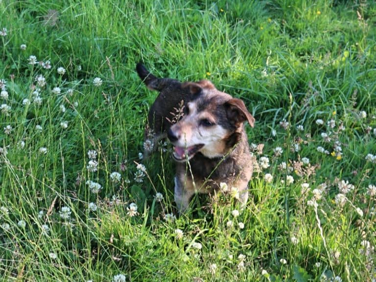 Pauli - Dackel - Bild 24